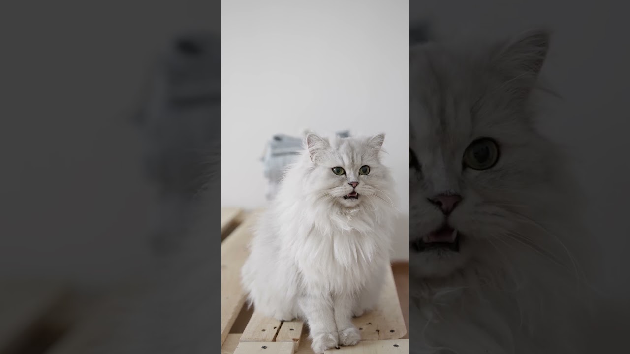 foreign Cat looking so sweet & cute #kids #disney #facts #animation #funny #cartoon #cute