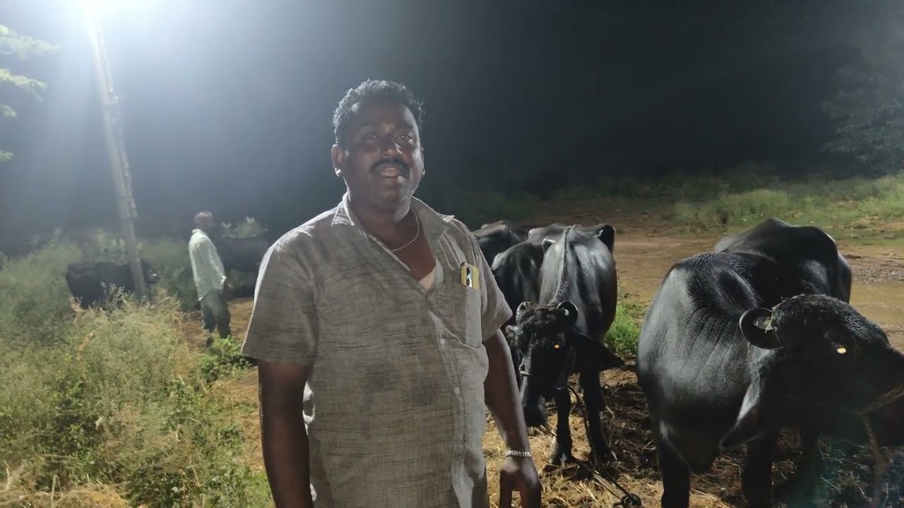 ముర్రా జాతి దూడలు సంతలో వాటి రేట్లు తెలుసుకుందాం#cow #బఫెలోస్ 9652973971