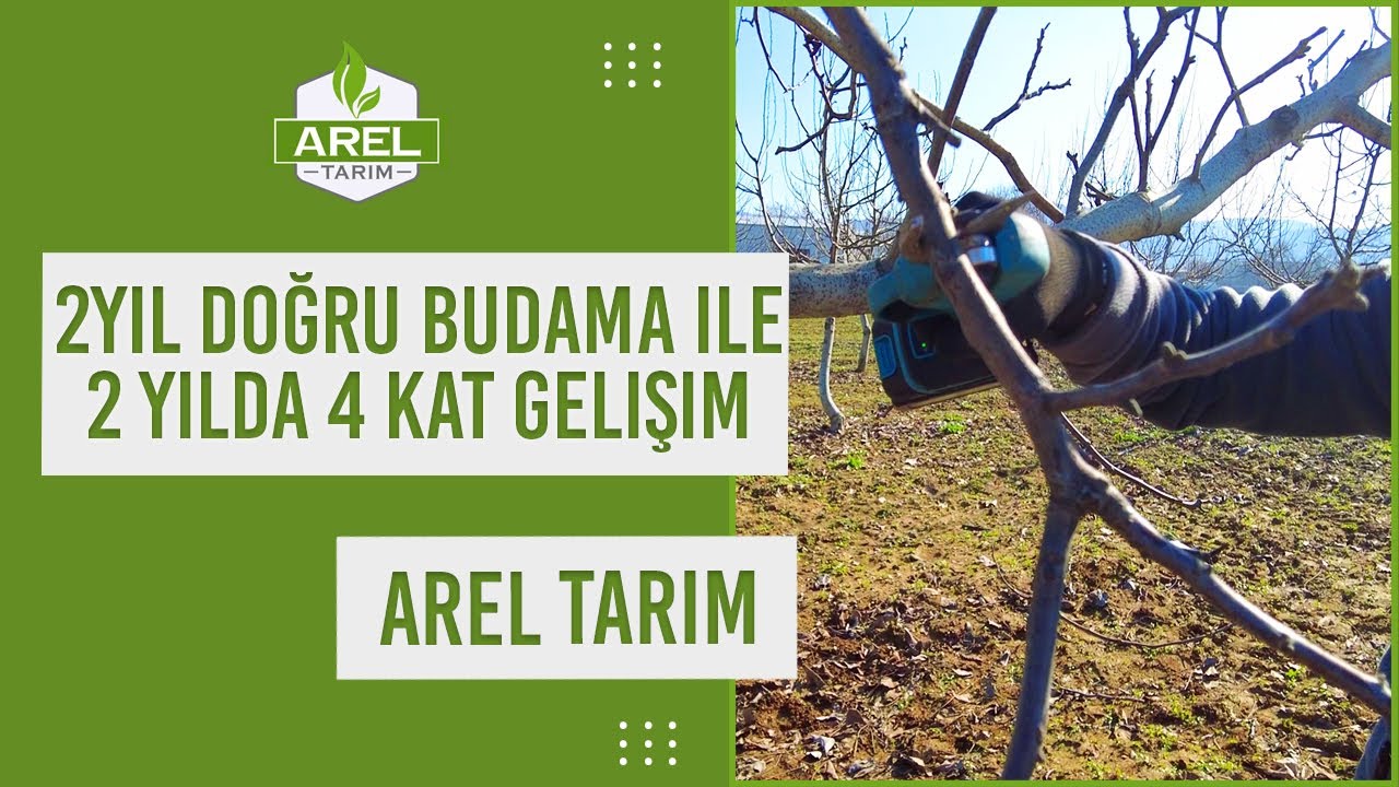 6 Yaşındaki Ceviz Ağacını Budamak İçin Harika Yöntemler! (Bölüm 2)