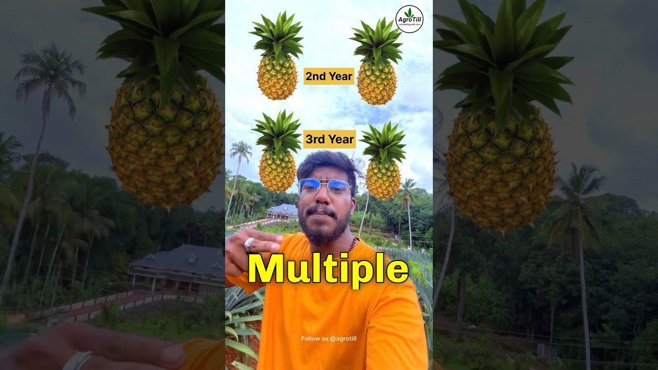 Pineapple Farming 🍍| ₹6,00,000 🔥 | Agrotill | #farming #agriculture #shorts