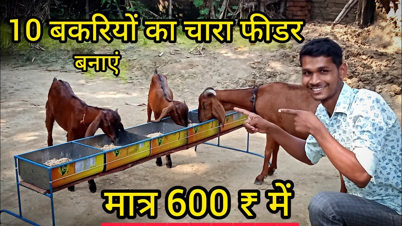 बकरियों को चारा खिलाने का फीडर  बनाएं जुगाड़ से मात्र 600₹में। homemade Goat feeder