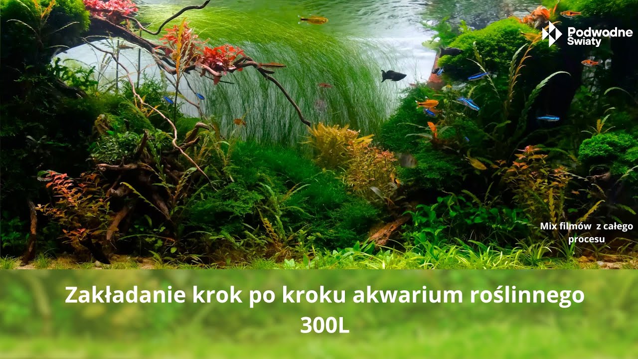 Zakładanie krok po kroku  akwarium roślinnego 300L. Mix filmów