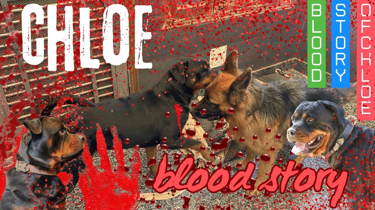 Bubzee Ne Nibhaya Baap Ka Farz- Chloe Ko Bachaya Zoey Ke Attack Se | Namitaology