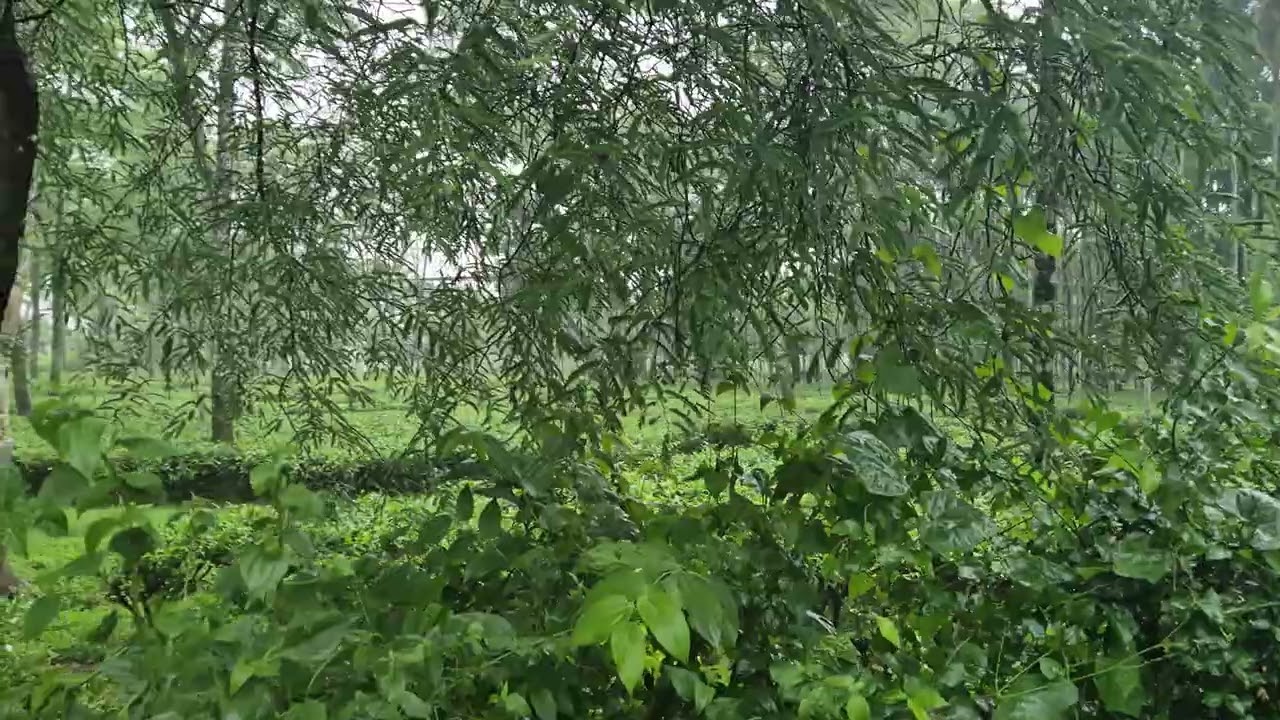100 Bigha Tea Garden Sell , Near Telipara Birpara Jalpaiguri , www.sgpropertypartner.in
