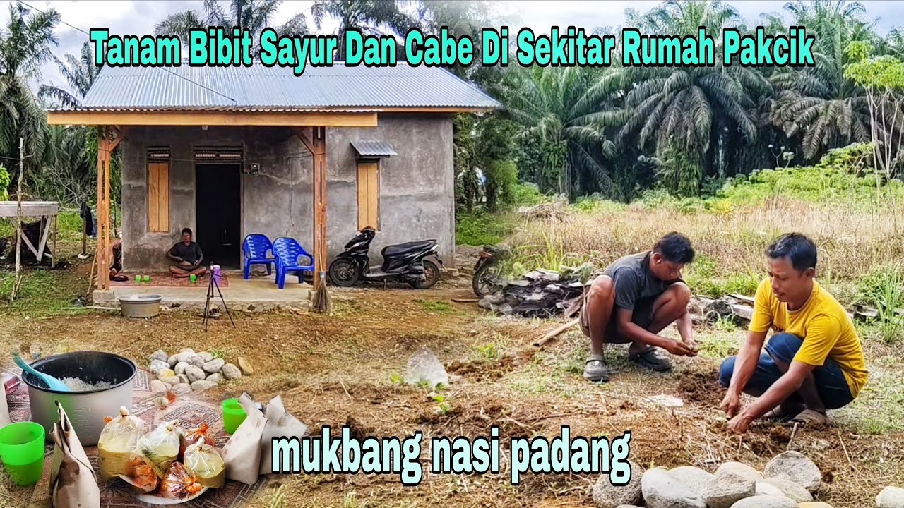 TANAMI SAYUR DI SEKITAR RUMAH PAKCIK  ||  MUKBANG NASI PADANG