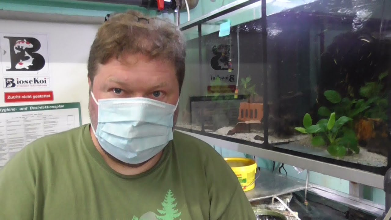 Ingo Seidel - Hypancistrus sp. L236 