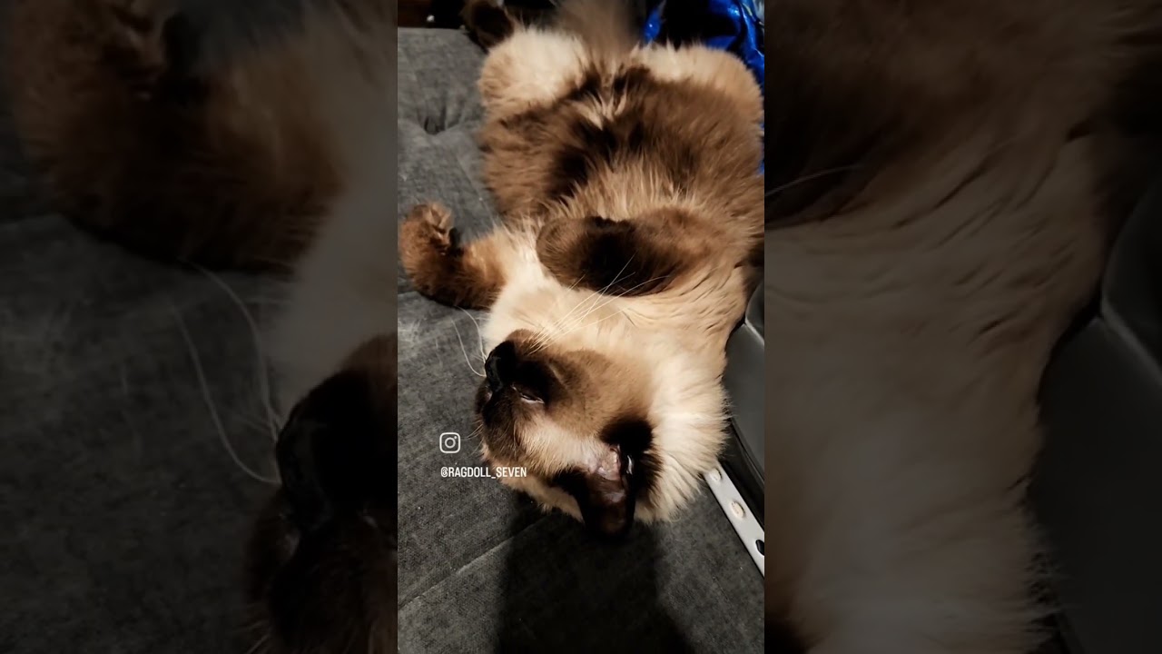 Ragdoll cat sleeping