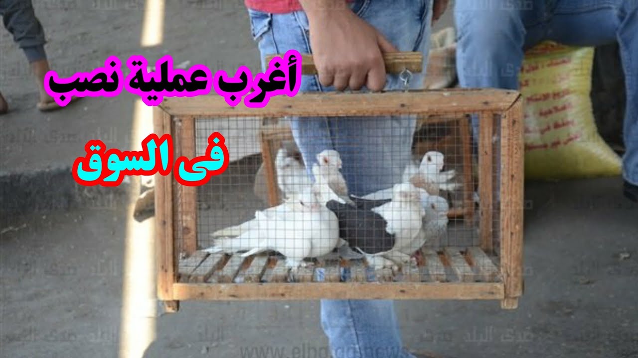 اتنصب علينا في سوق السيده عائشه لازم تاخد بالك تعال شوف إيه حصل 🤭🤭