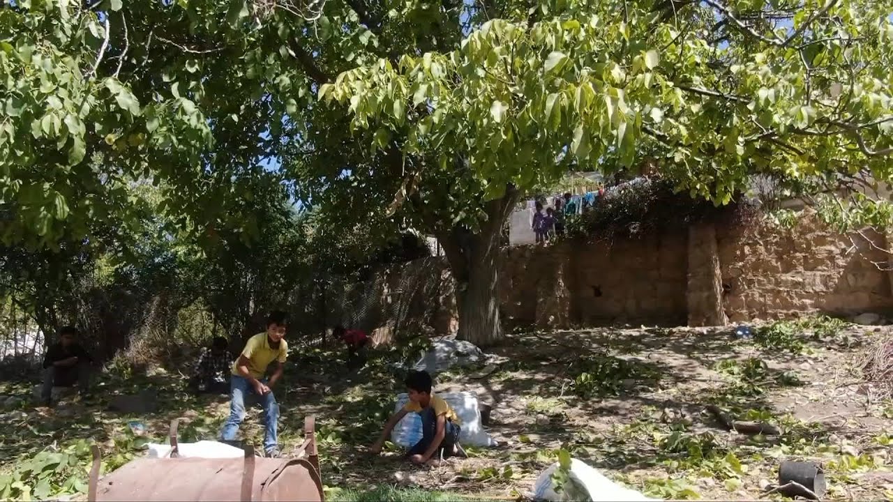 جولة بين أشجار الجوز في عفرين وحديث مع المزارعين حول موسم هذا العام