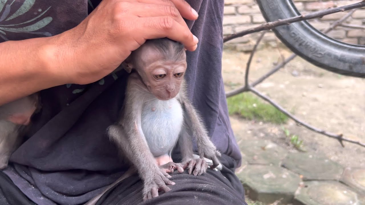 little monkey robin wants to be pampered and loved