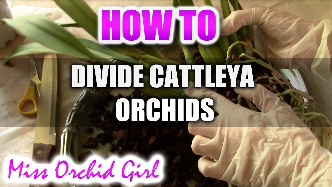 How to divide a Cattleya Orchid