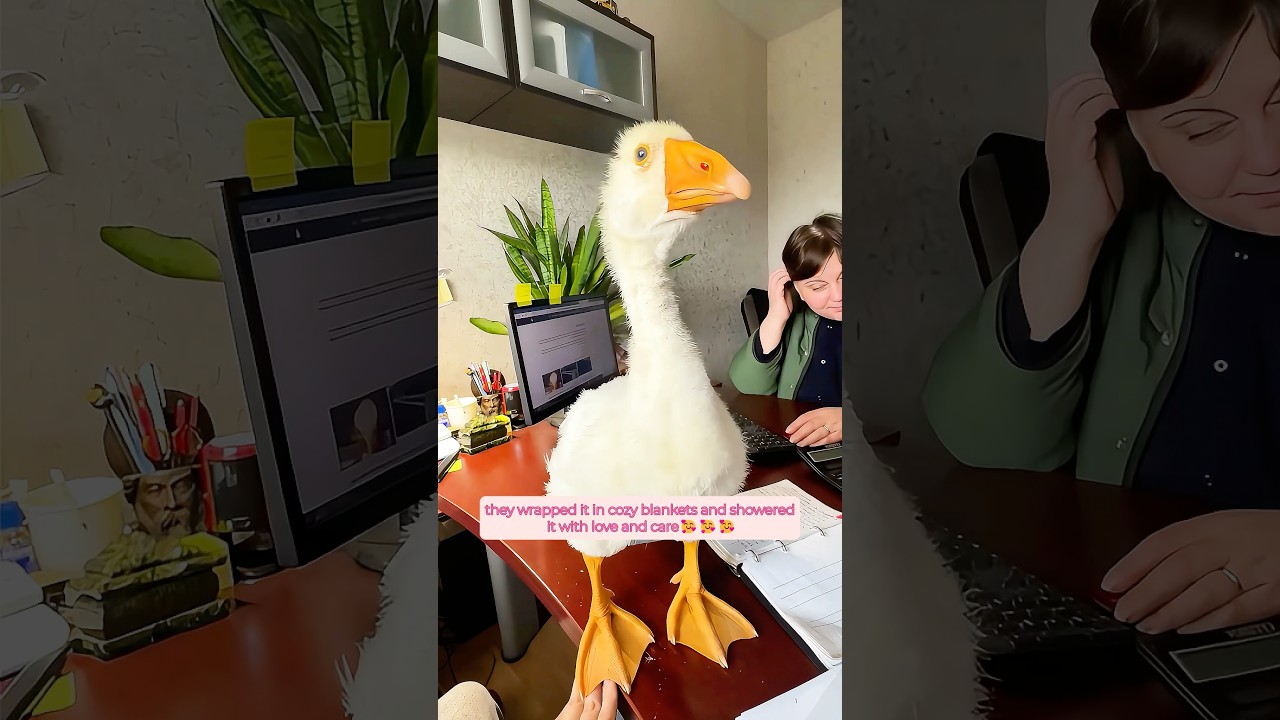 This kind woman found a goose on the road and then