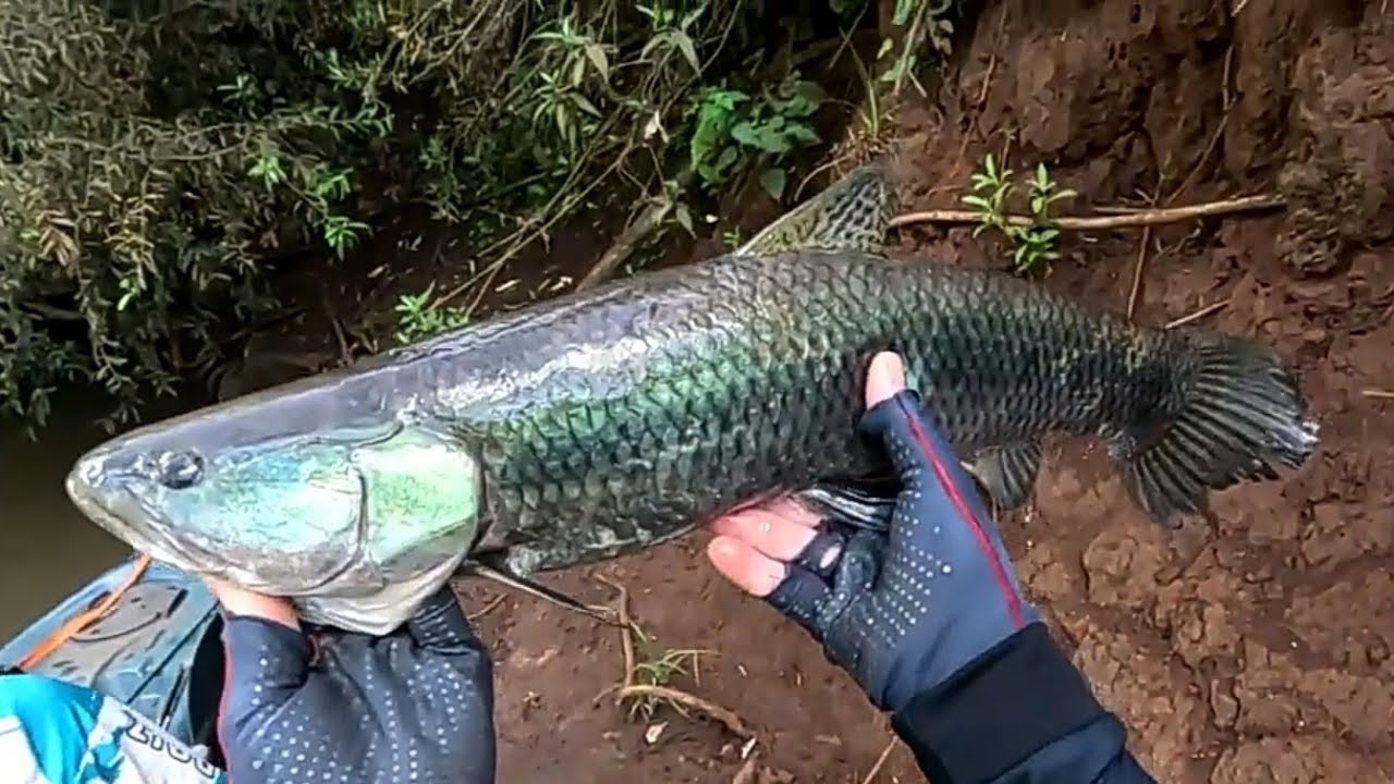 PESCARIA DE TRAÍRA TORNASOL,ACAMPAMENTO e MUITA AÇÃO DE PEIXE 🐟💥🐟💥