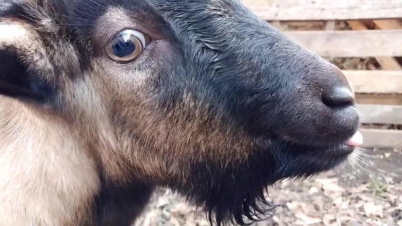 Rayzin the goat blubbering