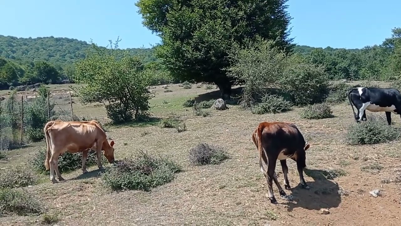 Animal husbandry 