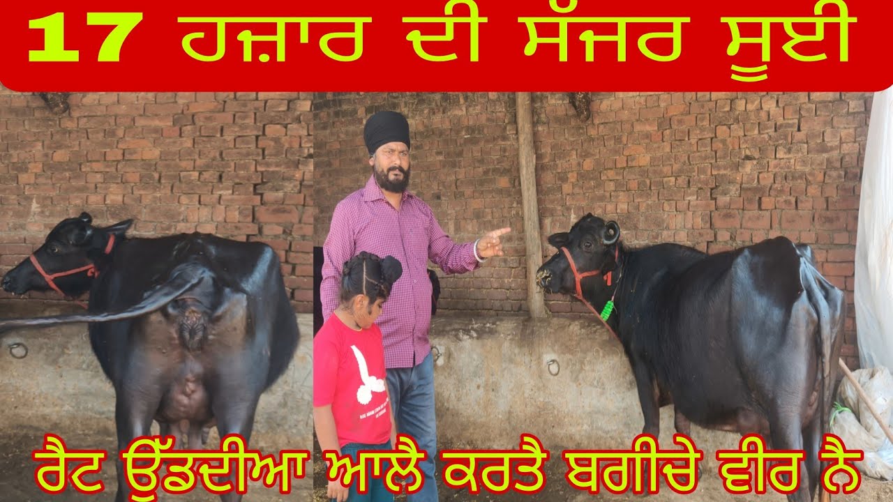 ਫੋਨ ਨੰਬਰ 9041796783ਉੱਡਦੀਆਂ ਆਲੇ ਰੇਟ 