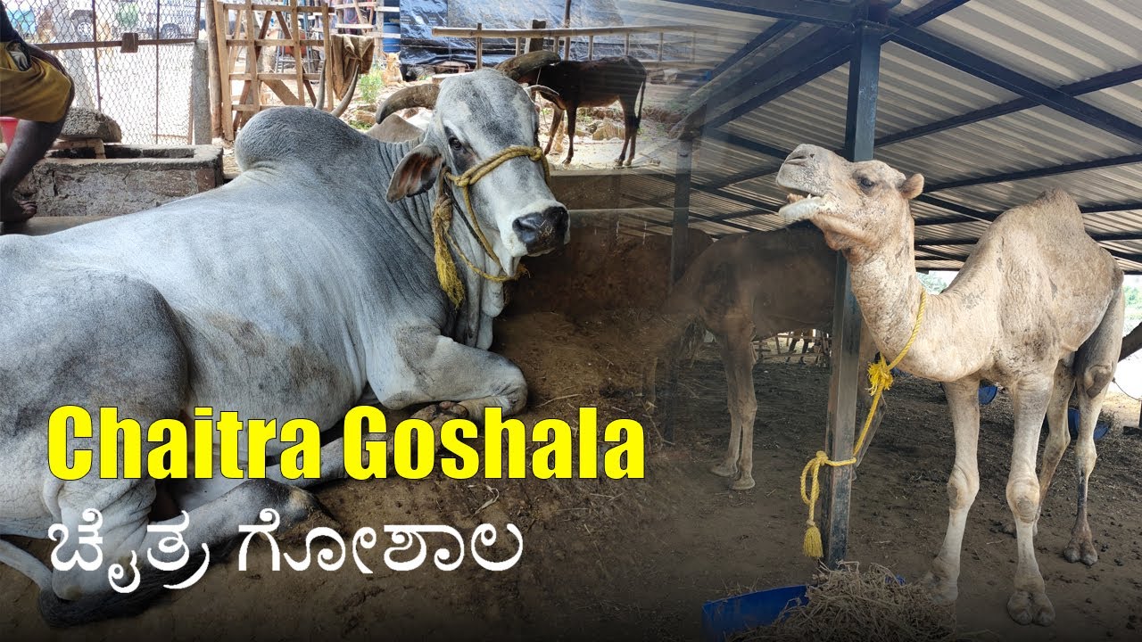 Visit to Chaitra Goshala - ಚೈತ್ರ ಗೋಶಾಲ with 700+ rescued Gauvansh,  Camels,  Horses etc. in Mandya
