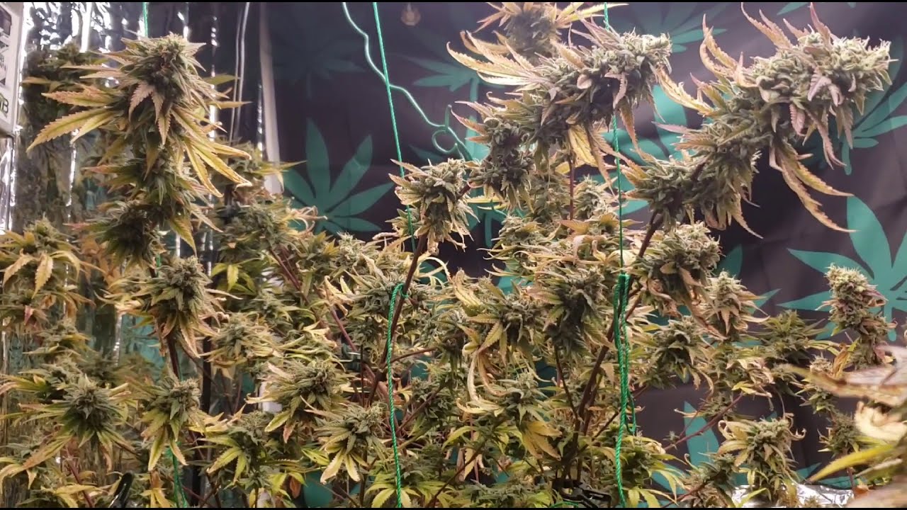 4x4 Grow | Week 8 | Day 1 | BP-2500 Added