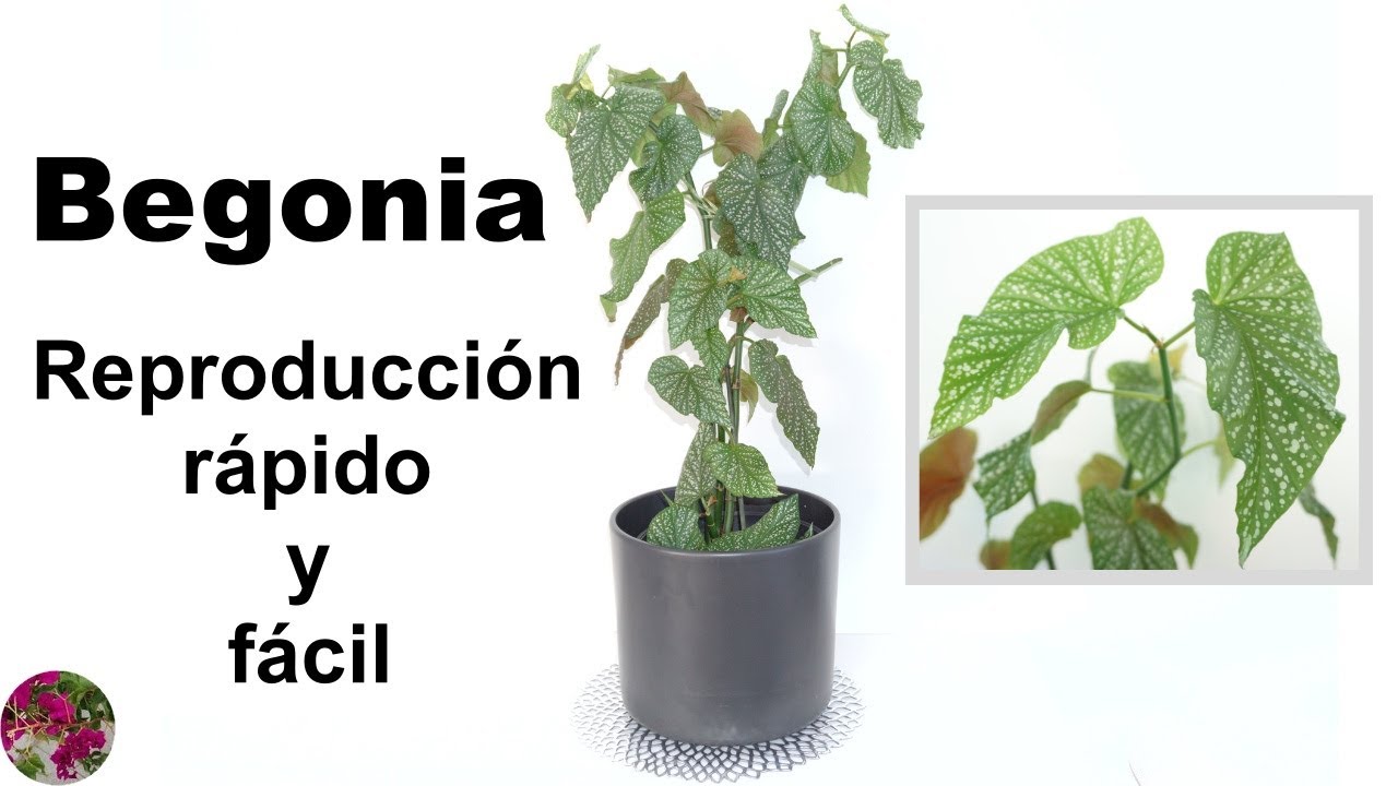 REPRODUCCIÓN BEGONIA “ALA DE ANGEL”🌿 BEGONIA CORALLINA