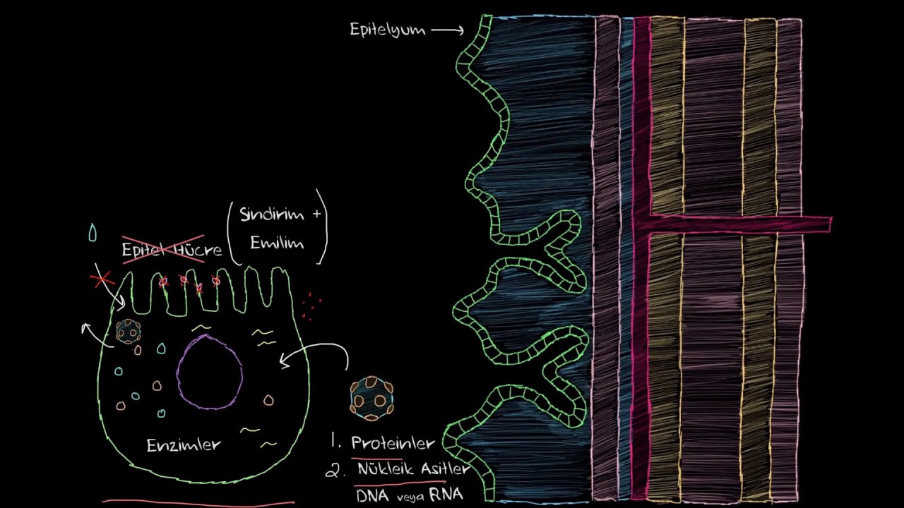Viral Gastroenterit (Mide Gribi) Nedir? (Sağlık ve Tıp)