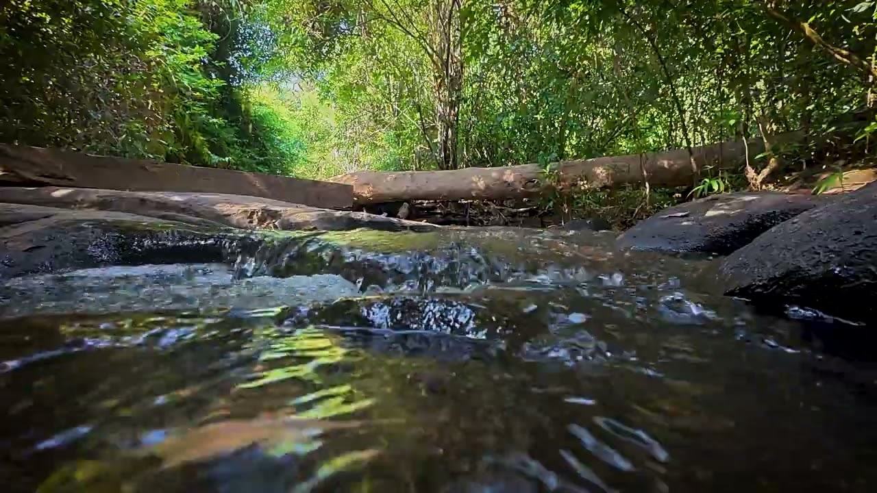 Peaceful Stream in Nature 🍃 | Pure Water Sounds for Stress Relief