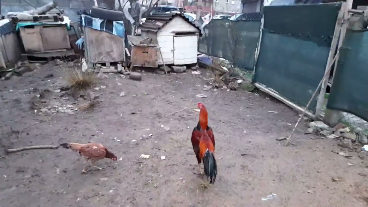 Hediye ferikler  sahiplerine hayırlı olsun #Hinthorozu #Tavuk #Tozo #xoroz #dakan #pasar #Viral 533