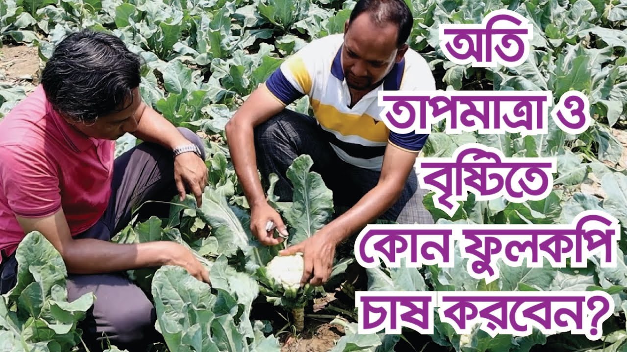 অতি তাপমাত্রা ও বৃষ্টিতে কোন ফুলকপি চাষ করবেন?