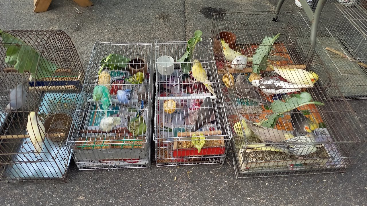 FEIRA DE PASSARINHO DE CAMPINA GRANDE-PB BAIRRO DA PRATA