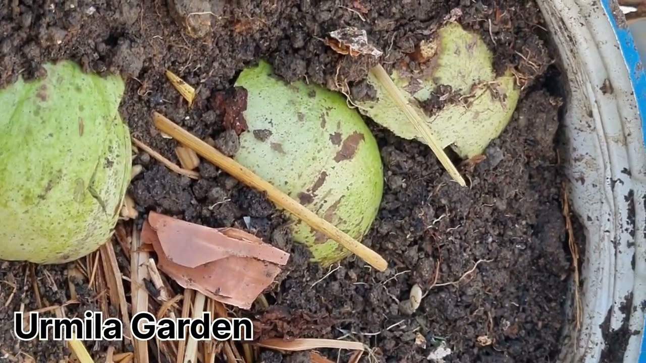 घरेलू Compost / खाद बनाने का सबसे आसान तरीका। Urmila Garden