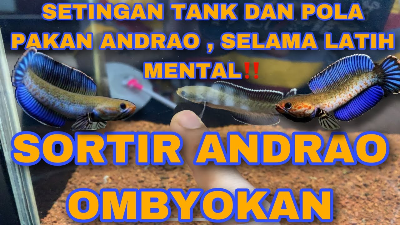 SORTIR ANDRAO , SAMPAI SETINGAN TANK SELAMA PROGRES MENTAL‼️ 