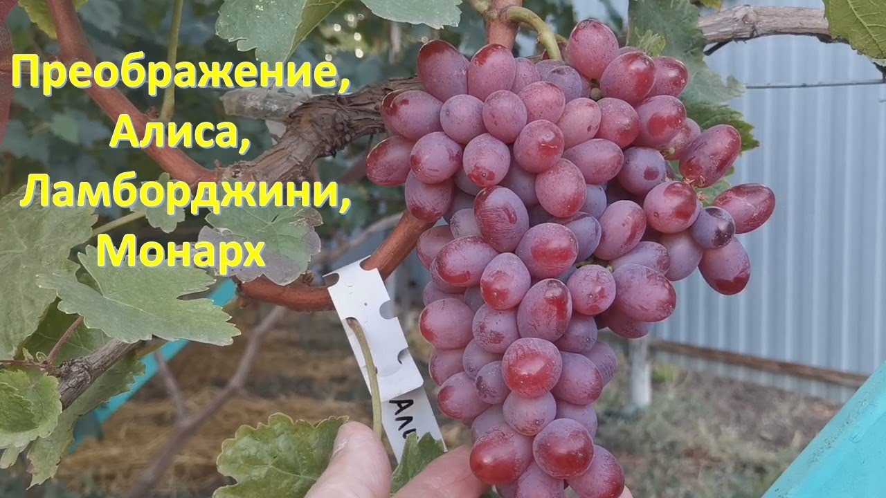 Преображение, Красавчик, Алиса в стране чудес