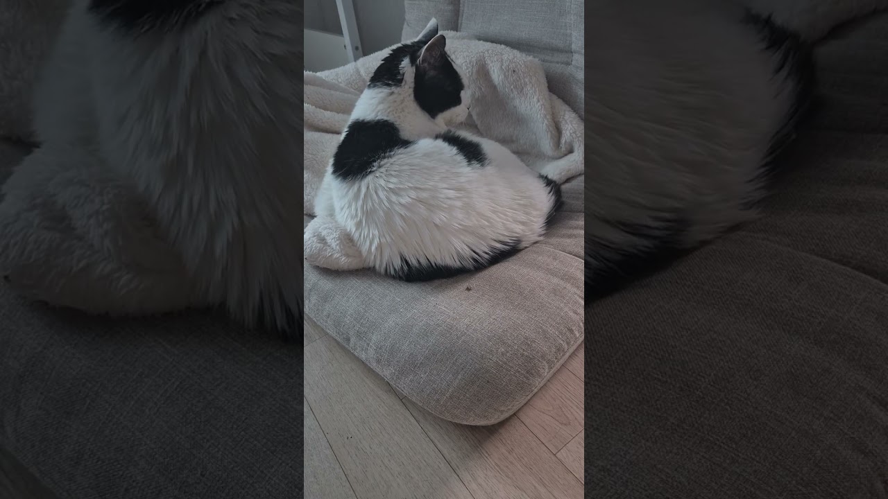 길냥이에서 집냥이가 된 빵이의 하루 #vlog #cat #빵순이브이로그 #길냥이 #간택 #고양이간택 #고양이 
