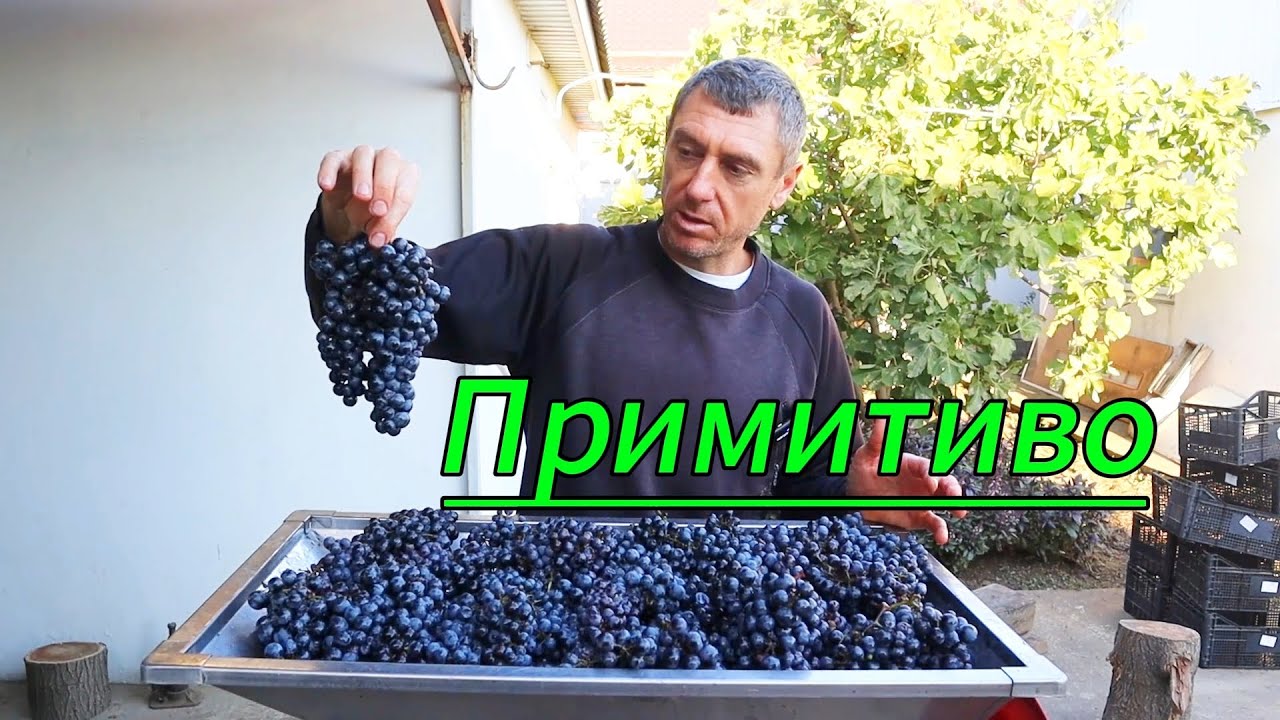 ПРИМИТИВО! /Микровиноделие.