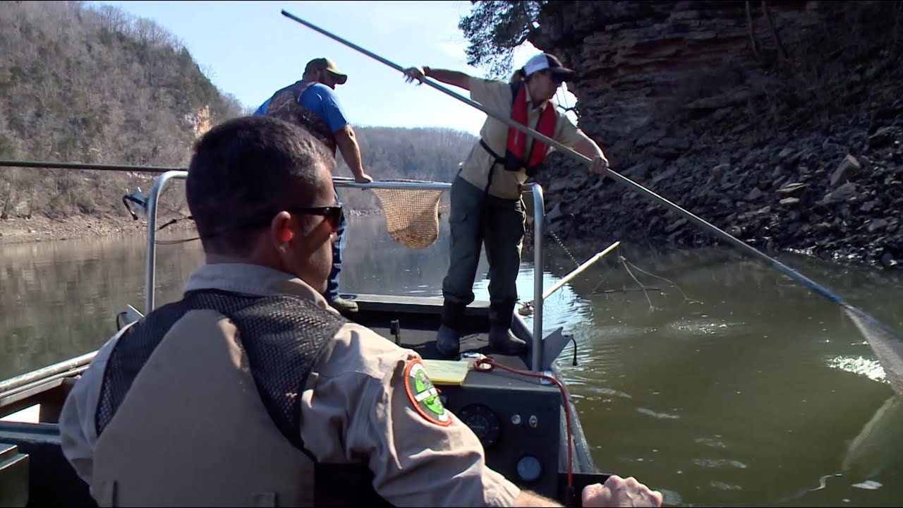 Catfish Grabblin’, Walleye and Wildlife Habitat - TN Outdoor Journal Ep. 108