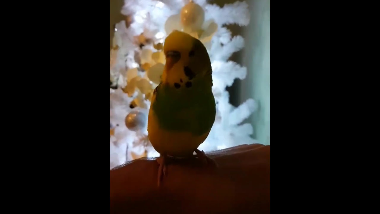 Ferduś- gadająca papużka falista życzy Wesołych Świąt!