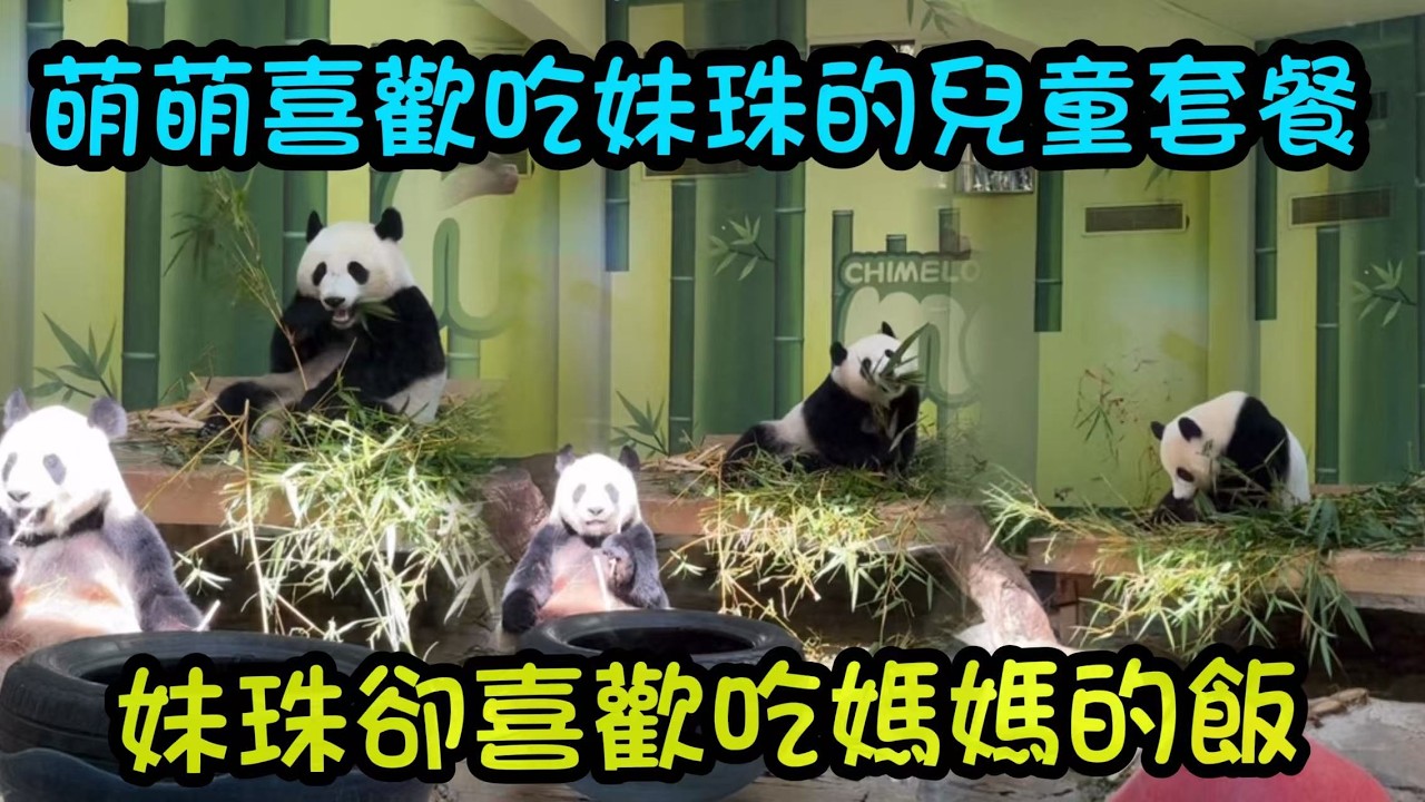 妹珠喜歡吃媽媽的成人套餐，萌萌更喜歡吃妹珠的兒童套餐，萌萌仔陽光下吃播白的發光#panda  #cutepanda #熊貓妹珠 #熊貓妹豬