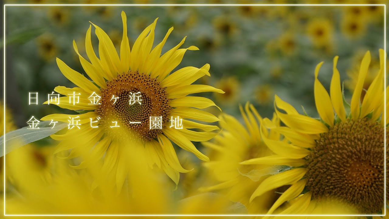 【a6600】宮崎県日向市｜金ヶ浜ビュー園地【tamron17-70mm】