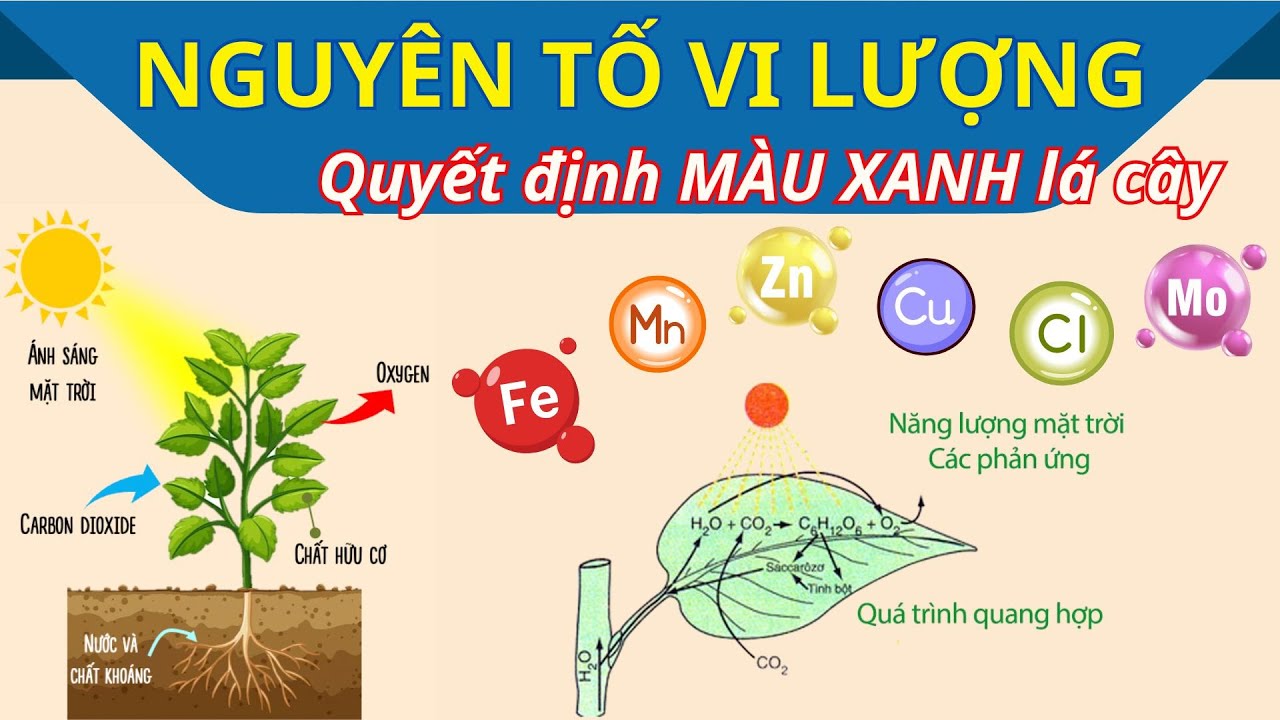 N&ocirc;ng d&acirc;n cần biết - Hiểu về ph&acirc;n b&oacute;n Vi lượng (Fe, Kẽm, Đồng, Mangan, Bo, Mo, Cu)