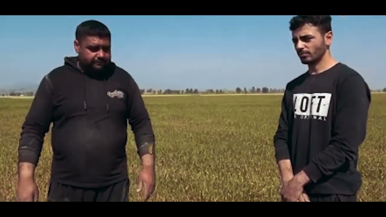 🔥 Adana’da Kuraklık Faciası: Buğday Tarlası Kurudu! 😢Video Açıklaması: