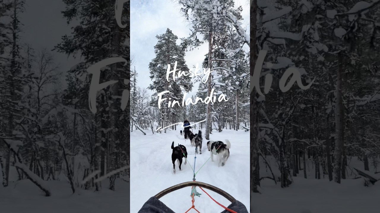 Хаски в Финляндии 🇫🇮 #хаски #finlandia #inari #huskysledding