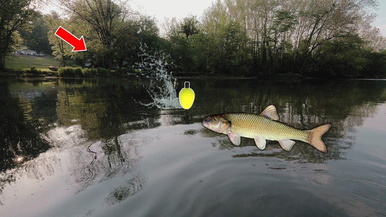 Chasing Pennsylvania Tarpon! (Fallfish)