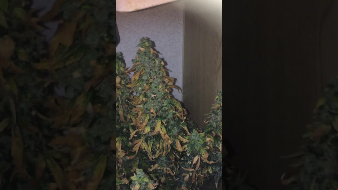 Pineapple Express auto