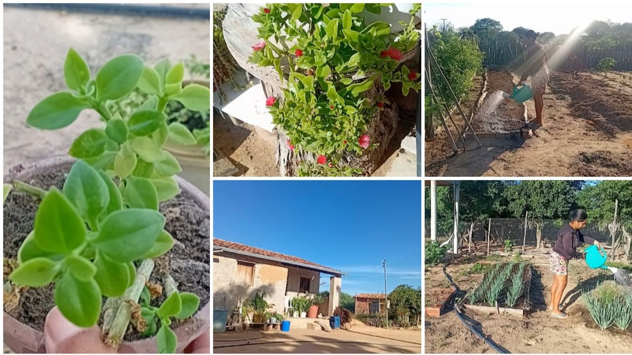 Rotina na roça 🌿 Molhando a horta e replantando a Rosinha do Sol