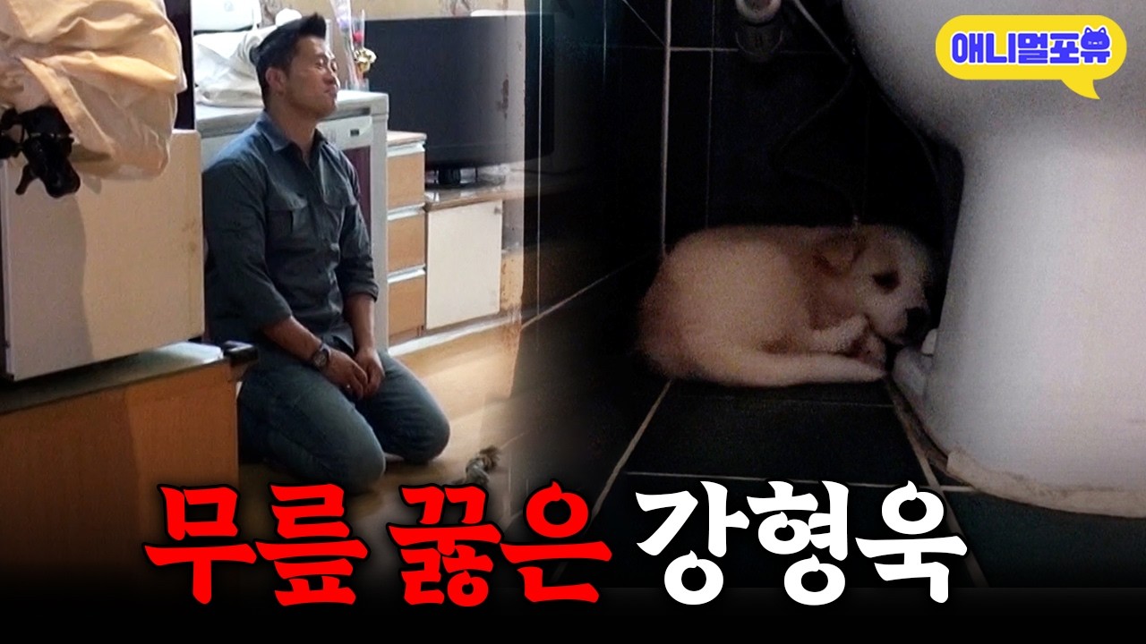 역대급 공생 불가 남매견을 보고 무릎까지 꿇은 강훈련사, 과연 무슨 일이?ㅣKBS 개는 훌륭하다 200622 방송
