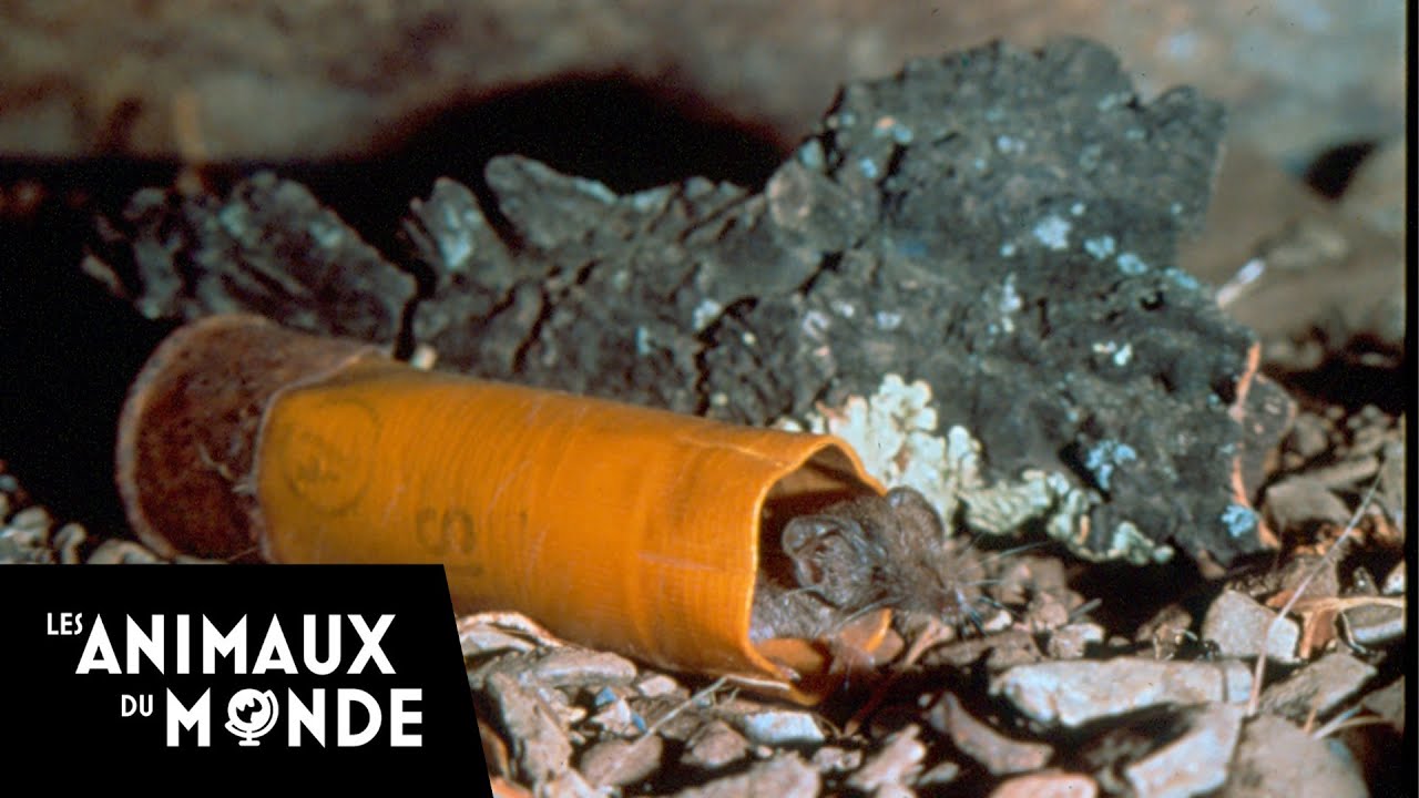 Les aventures du plus petit mammifère du monde