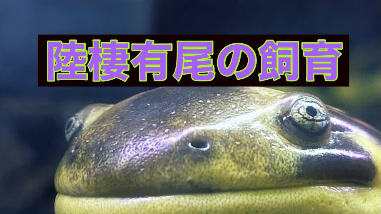 陸棲イモリ、サラマンダーを飼う