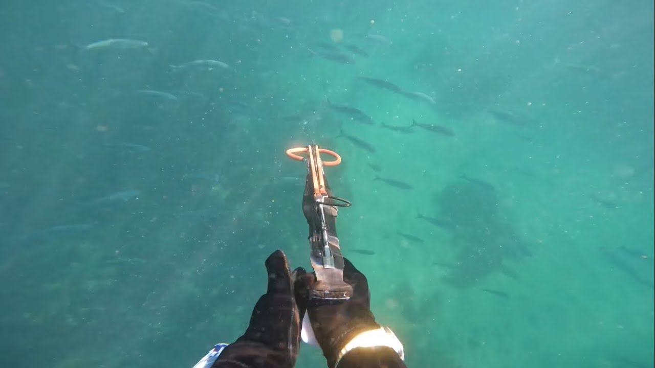Freediving & Spear fishing in San Remo, Victoria