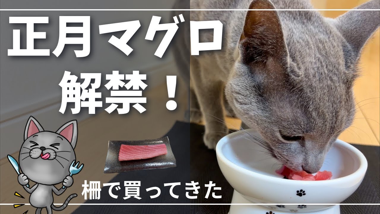 【猫にマグロ】正月なので柵で買ってきたら食い付きが想像以上だった