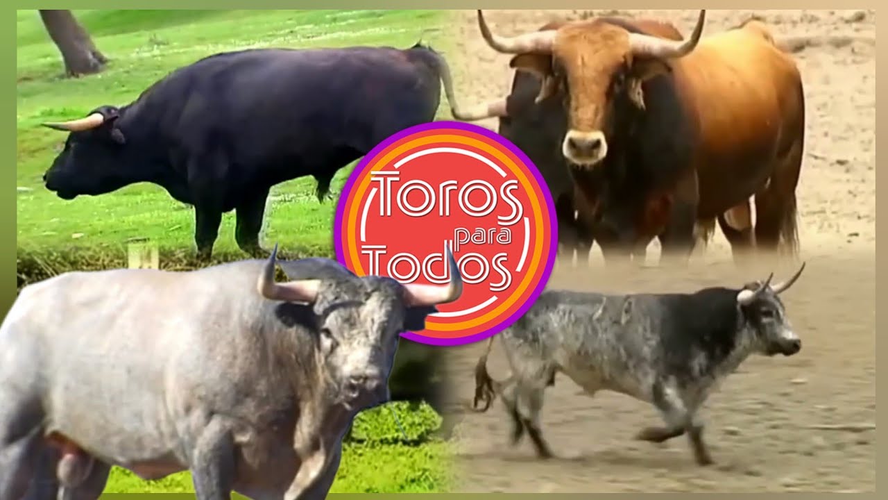 Mejores Momentos De Toros Para Todos 2025/1ª Parte #toros