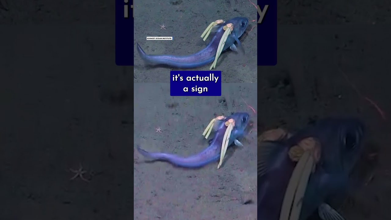 Deep-Sea Fish Has Hair&mdash;Oh Wait, Those Are Giant Parasites